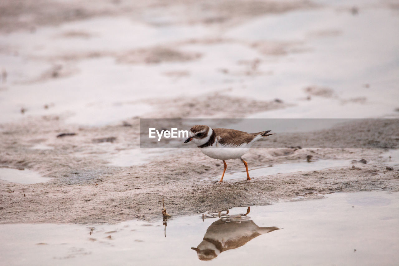 Wilsons snipe shorebird charadrius wilsonia forages for fiddler crabs along an estuary