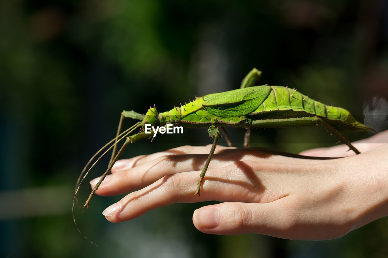 Close-up of insect on woman hand