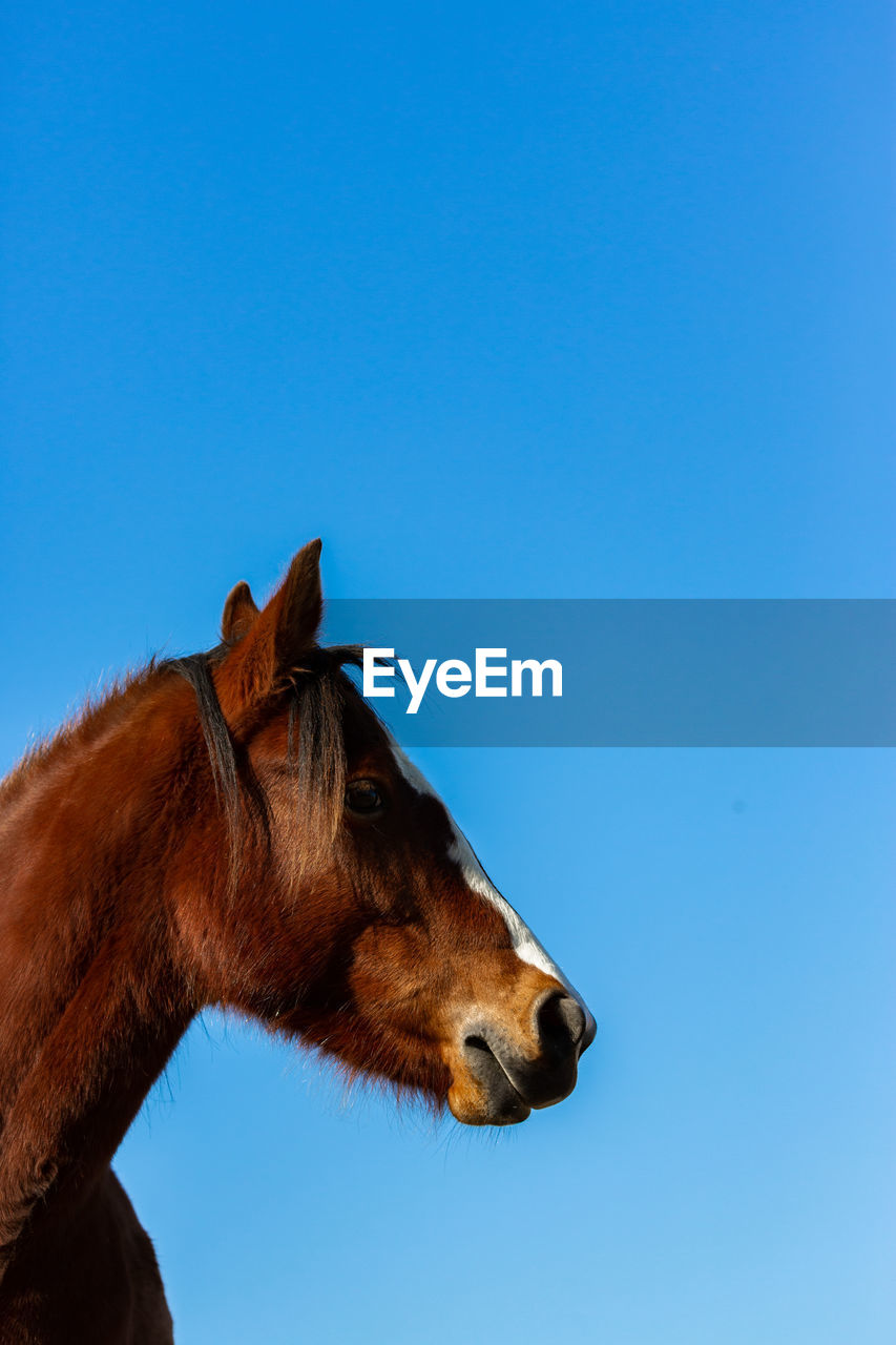 LOW ANGLE VIEW OF HORSE AGAINST CLEAR SKY