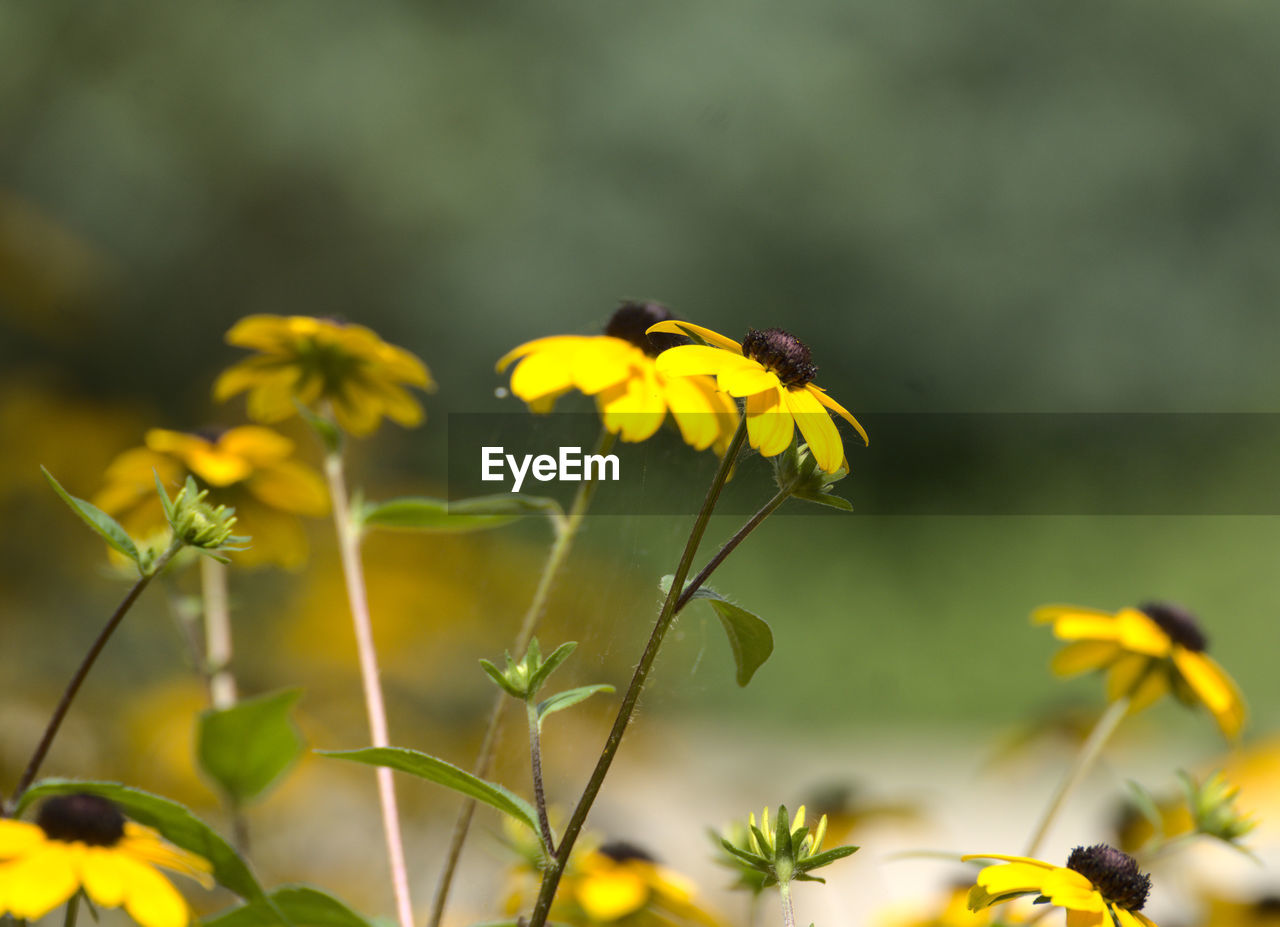 flower, flowering plant, plant, yellow, beauty in nature, nature, freshness, animal wildlife, fragility, animal themes, animal, insect, close-up, flower head, macro photography, growth, wildflower, meadow, petal, no people, focus on foreground, wildlife, selective focus, one animal, outdoors, springtime, summer, prairie, environment, inflorescence, day, botany, blossom, multi colored, food