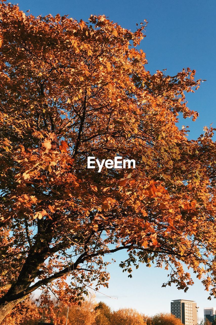 LOW ANGLE VIEW OF MAPLE TREE AGAINST SKY