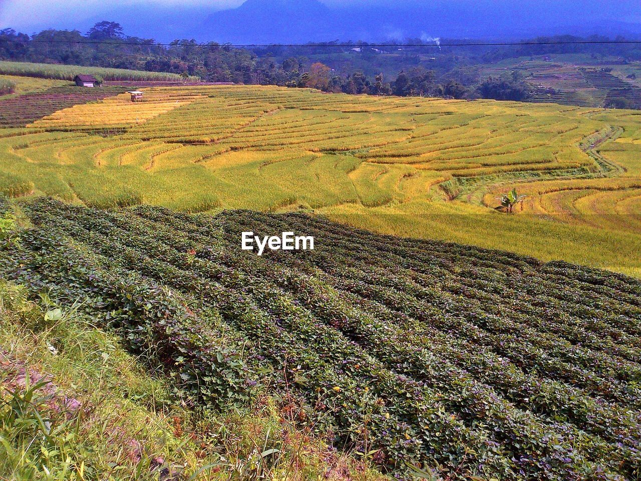 High angle view of crops growing on farms