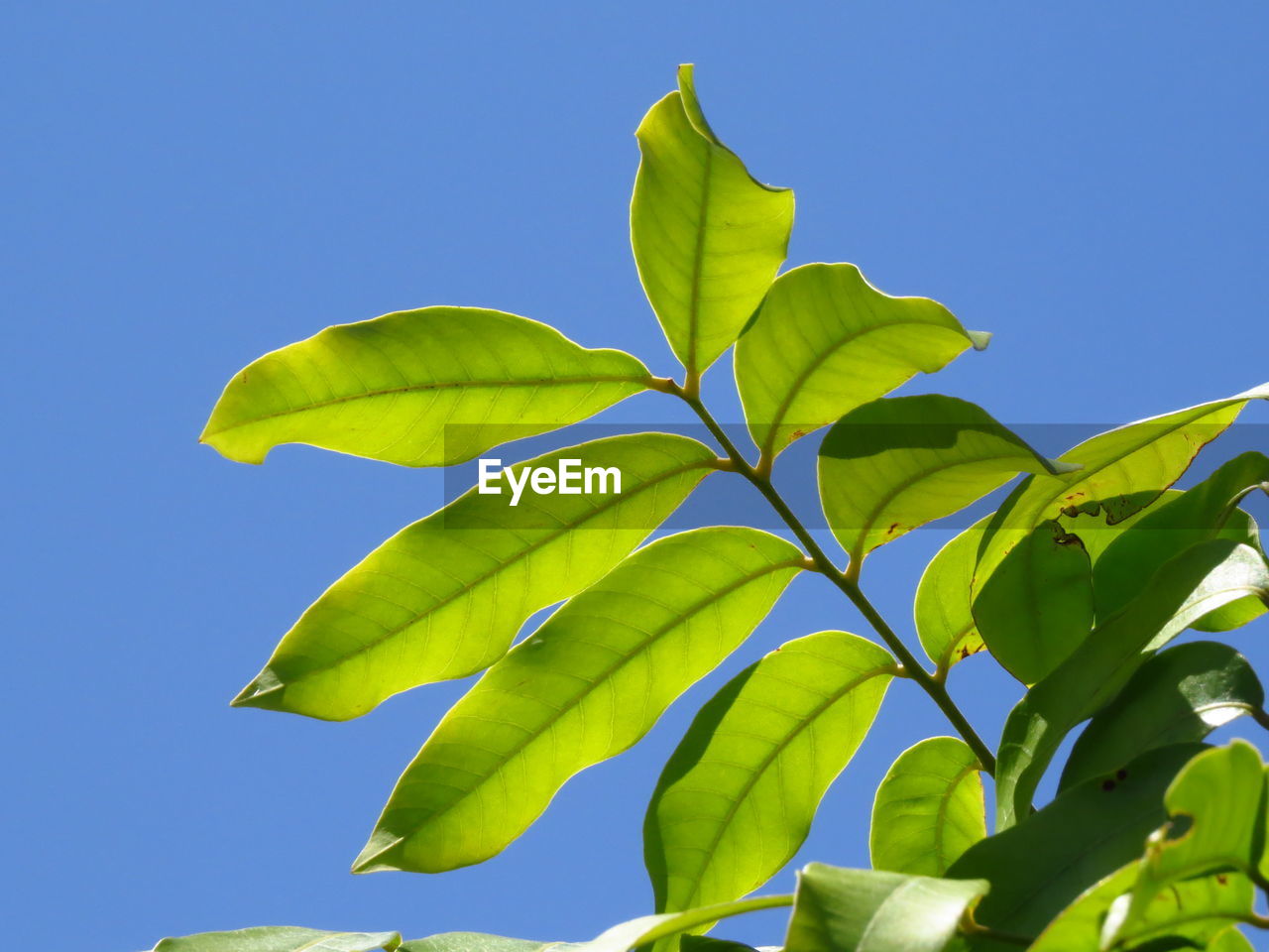 Low angle view of leaves against blue sky