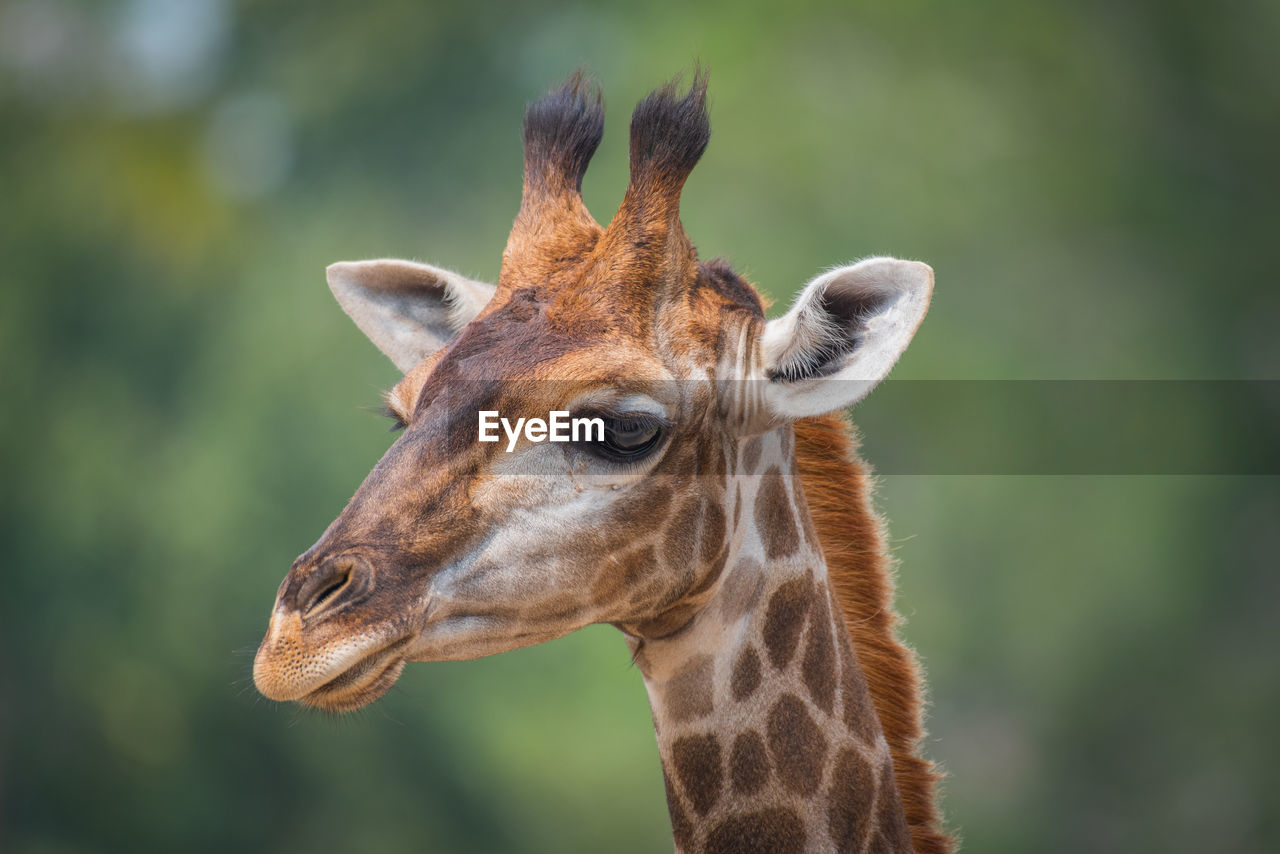 Close-up of giraffe