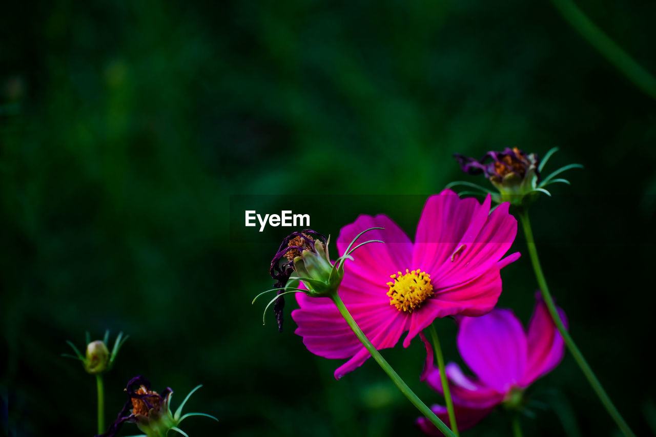 CLOSE-UP OF BUTTERFLY POLLINATING PINK FLOWER