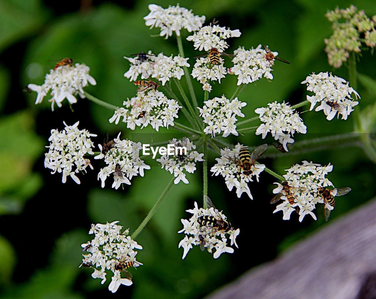 CLOSE-UP OF FLOWERING PLANTS