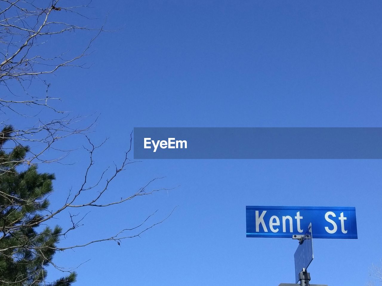 LOW ANGLE VIEW OF TREES AGAINST CLEAR BLUE SKY