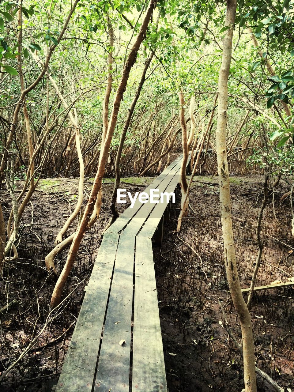 Narrow walkway along trees in the forest