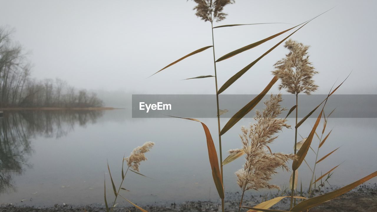 Plants growing on lakeshore during foggy weather