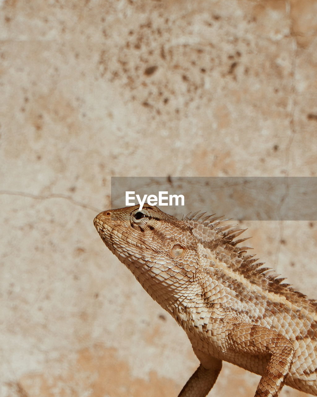 Close-up of a lizard on wall