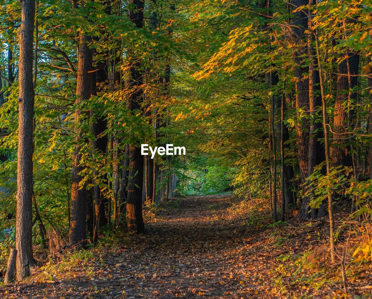 Footpath amidst trees in forest during autumn