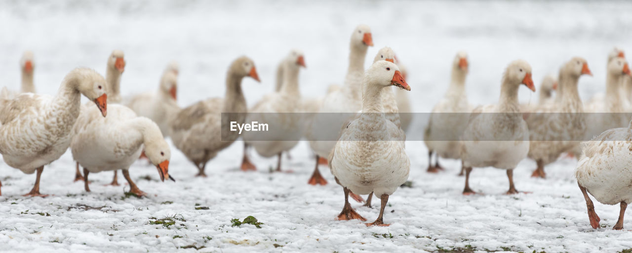 Flock of ducks on snow in farm 