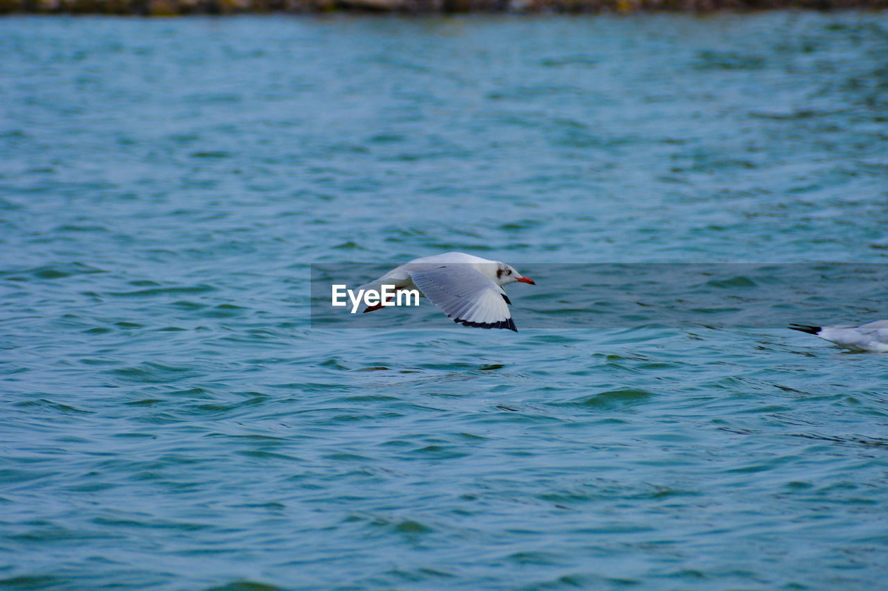 SEAGULL FLYING OVER A SEA