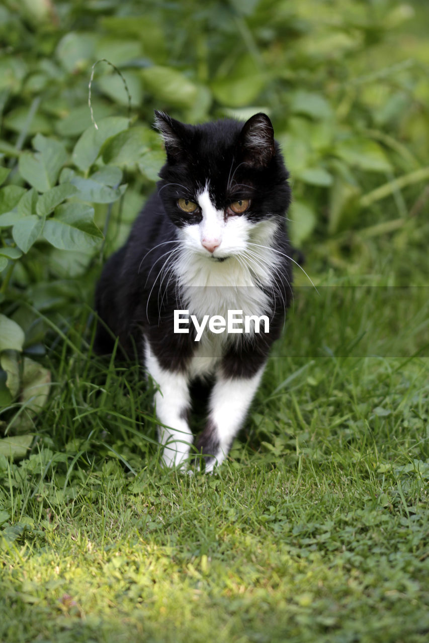 Portrait of a cat on field