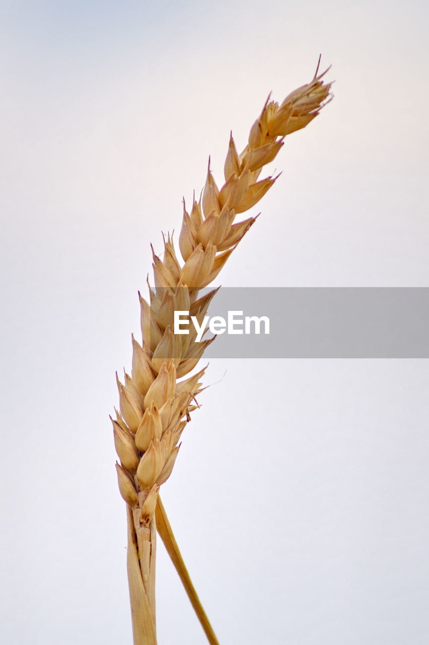 CLOSE-UP OF PLANT AGAINST WHITE BACKGROUND