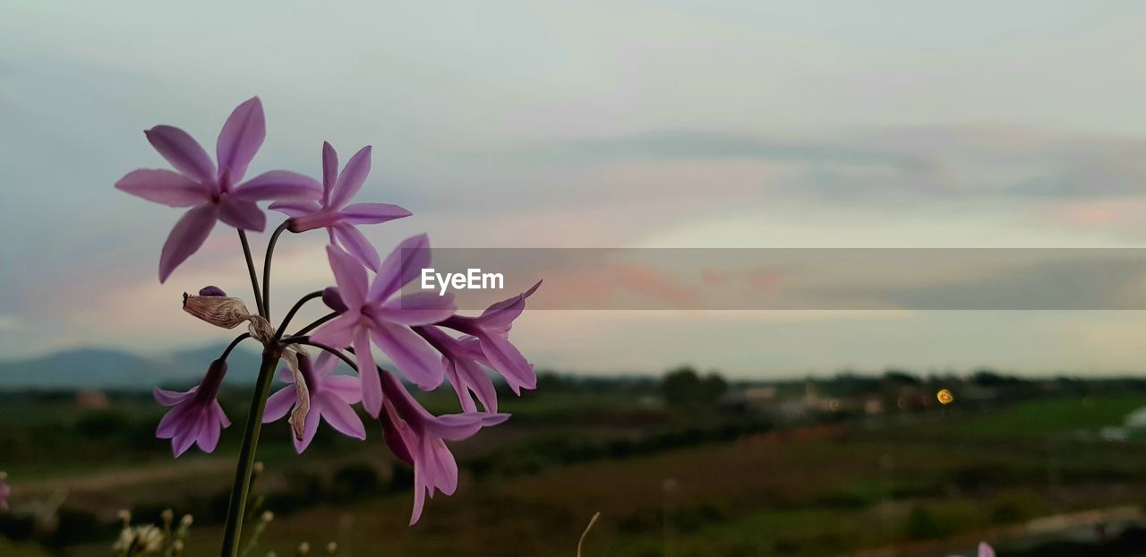 CLOSE-UP OF PINK FLOWERING PLANT AGAINST SKY DURING SUNSET