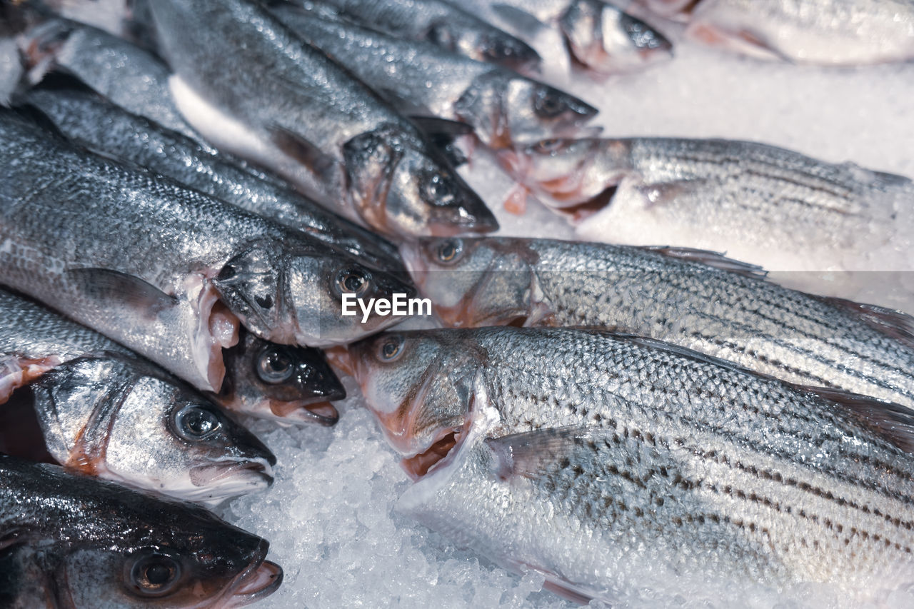 VIEW OF FISH FOR SALE AT MARKET