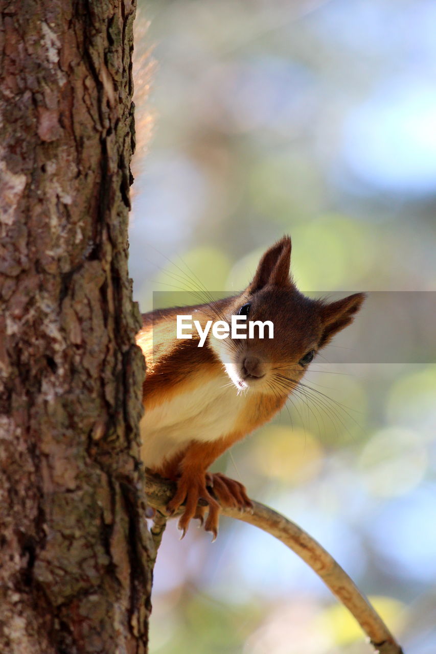 Close-up of squirrel on tree