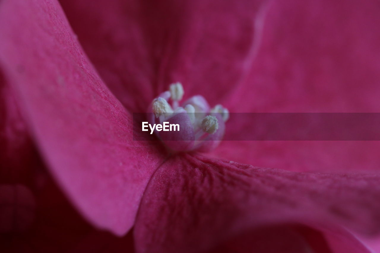 Close-up of flower blooming