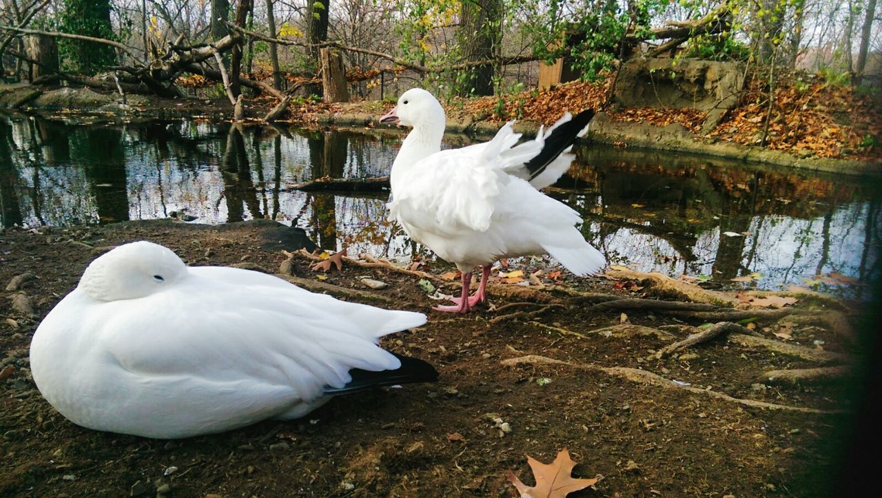 Side view of birds by the stream