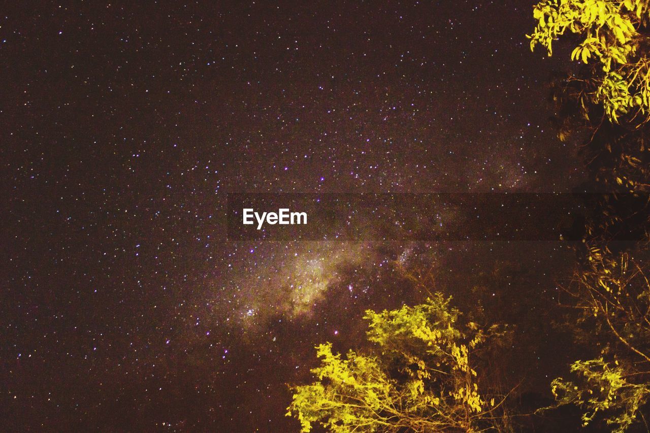 LOW ANGLE VIEW OF TREE AGAINST STAR FIELD AT NIGHT