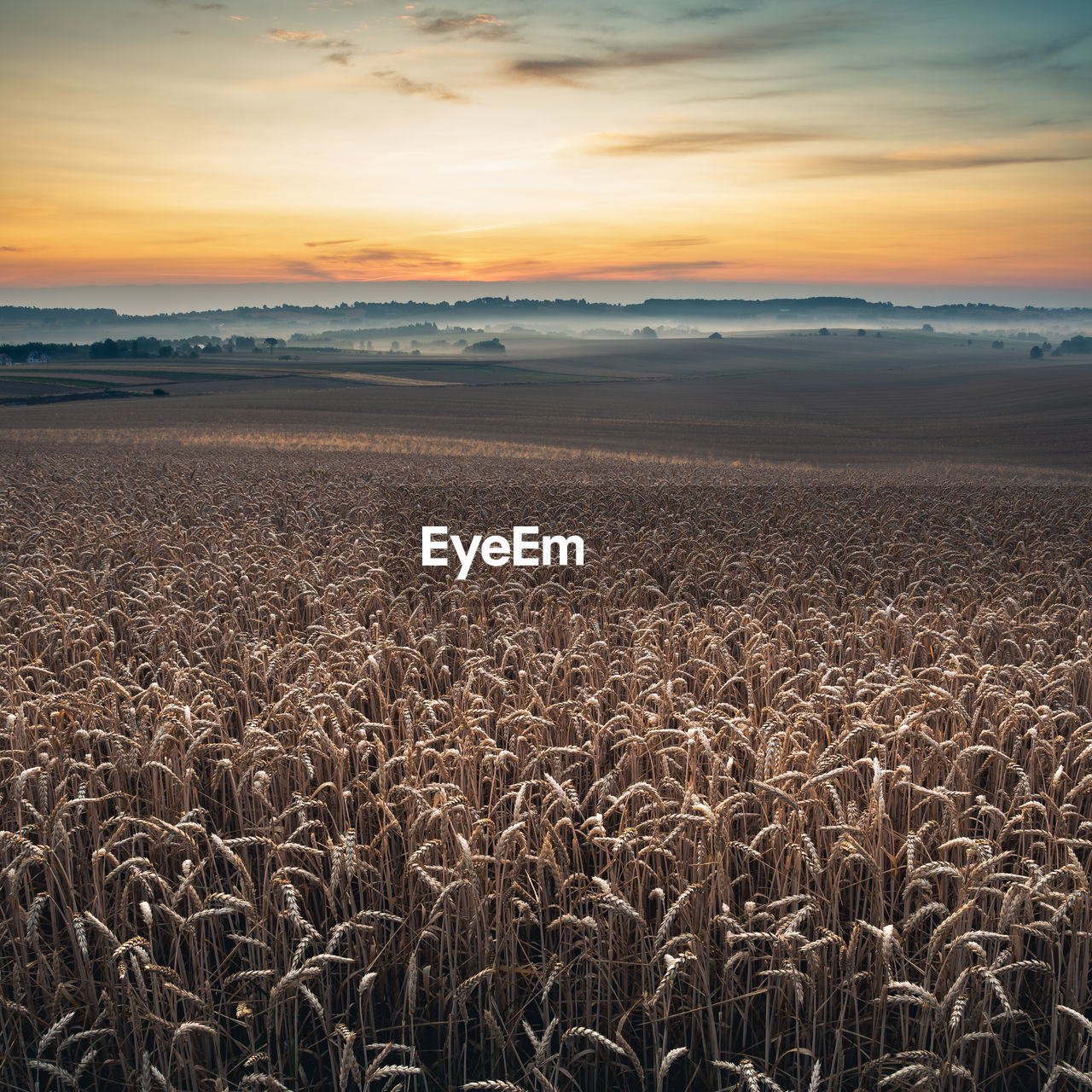 FIELD AGAINST SKY DURING SUNSET