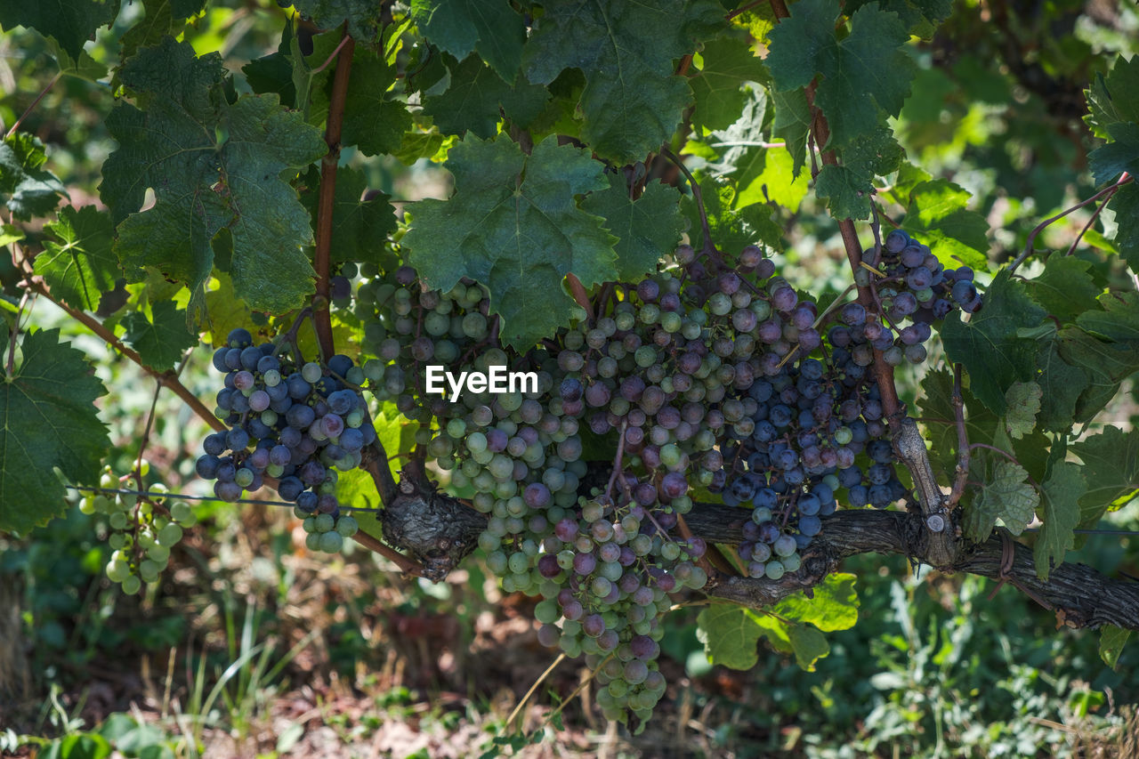 VIEW OF GRAPES IN VINEYARD