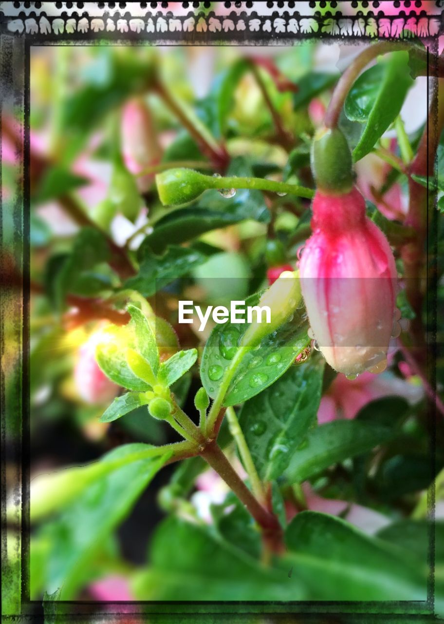 CLOSE-UP OF PINK FLOWERS