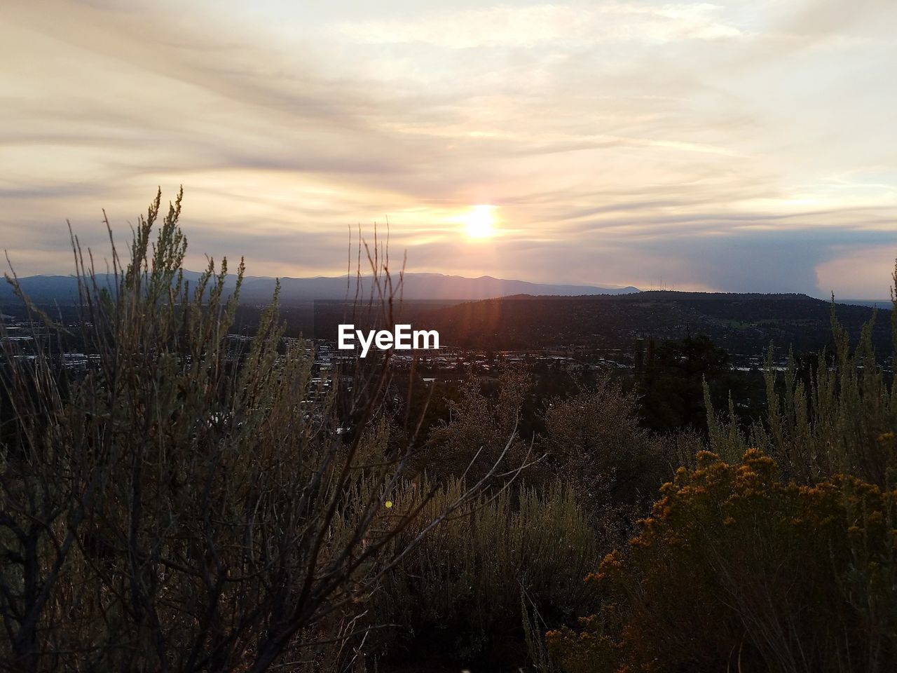 PLANTS ON LANDSCAPE AGAINST SKY DURING SUNSET