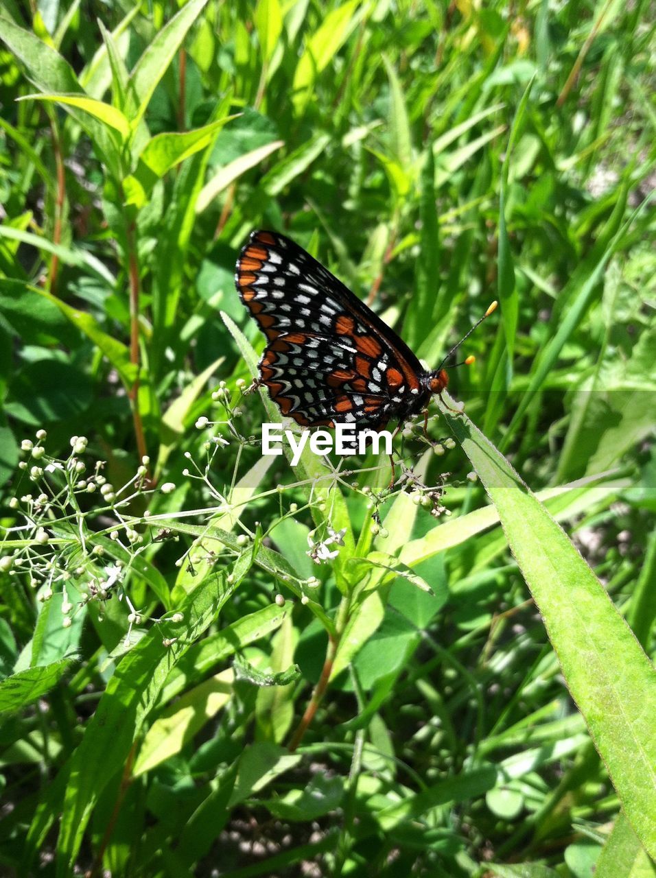 Close-up high angle view of butterfly on plant