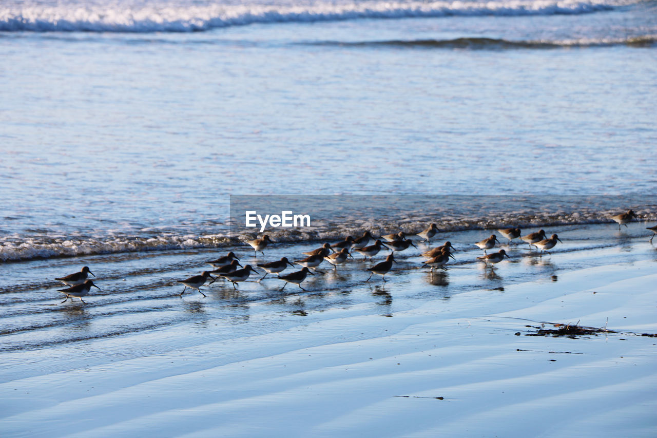 Birds swimming in lake