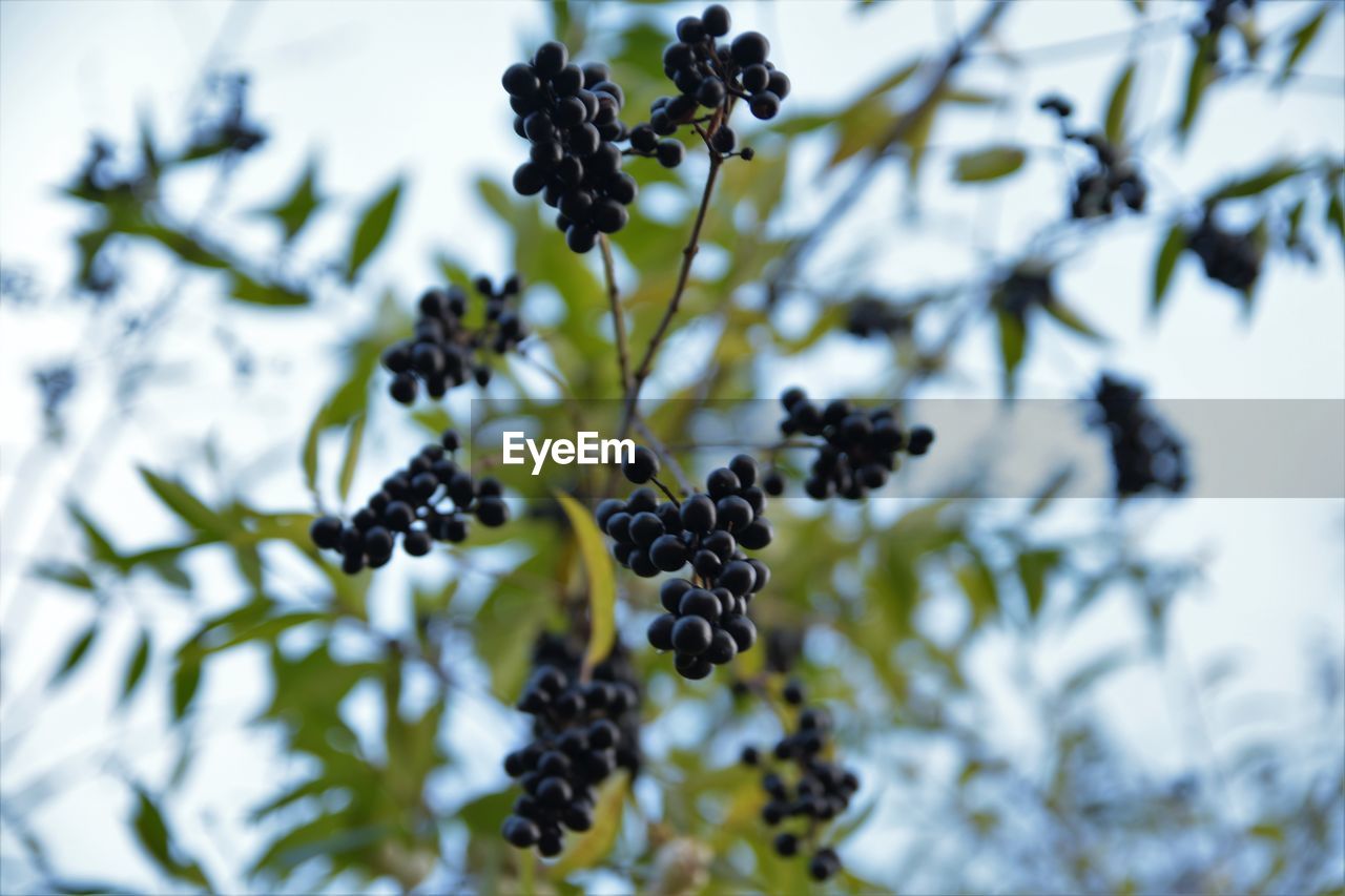 CLOSE-UP OF FRUIT GROWING ON TREE