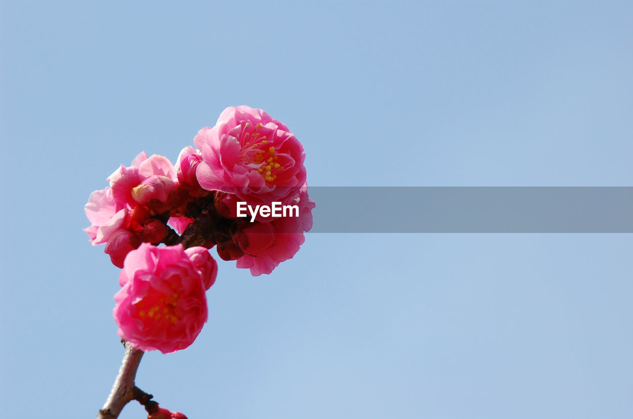 Low angle view of pink flowers against clear sky