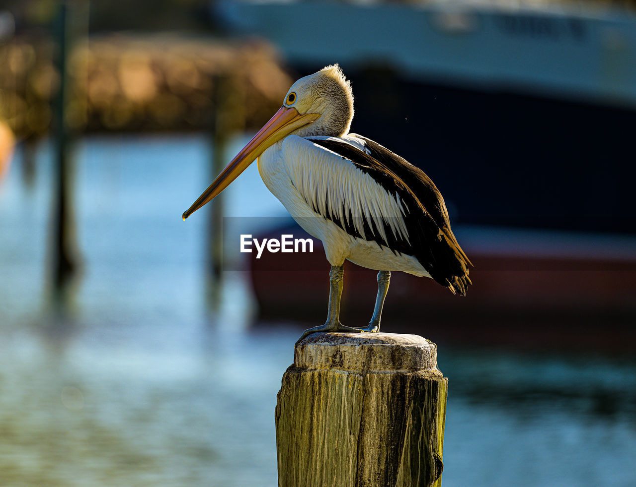 bird perching on wooden post