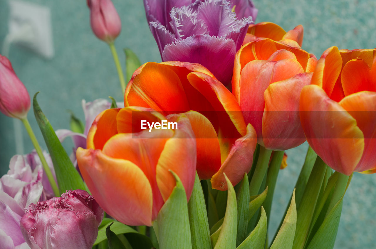 flower, flowering plant, plant, freshness, beauty in nature, tulip, petal, close-up, fragility, nature, flower head, inflorescence, growth, pink, no people, leaf, plant part, focus on foreground, springtime, multi colored, outdoors, blossom, flower arrangement, botany, day, green, vibrant color, plant stem