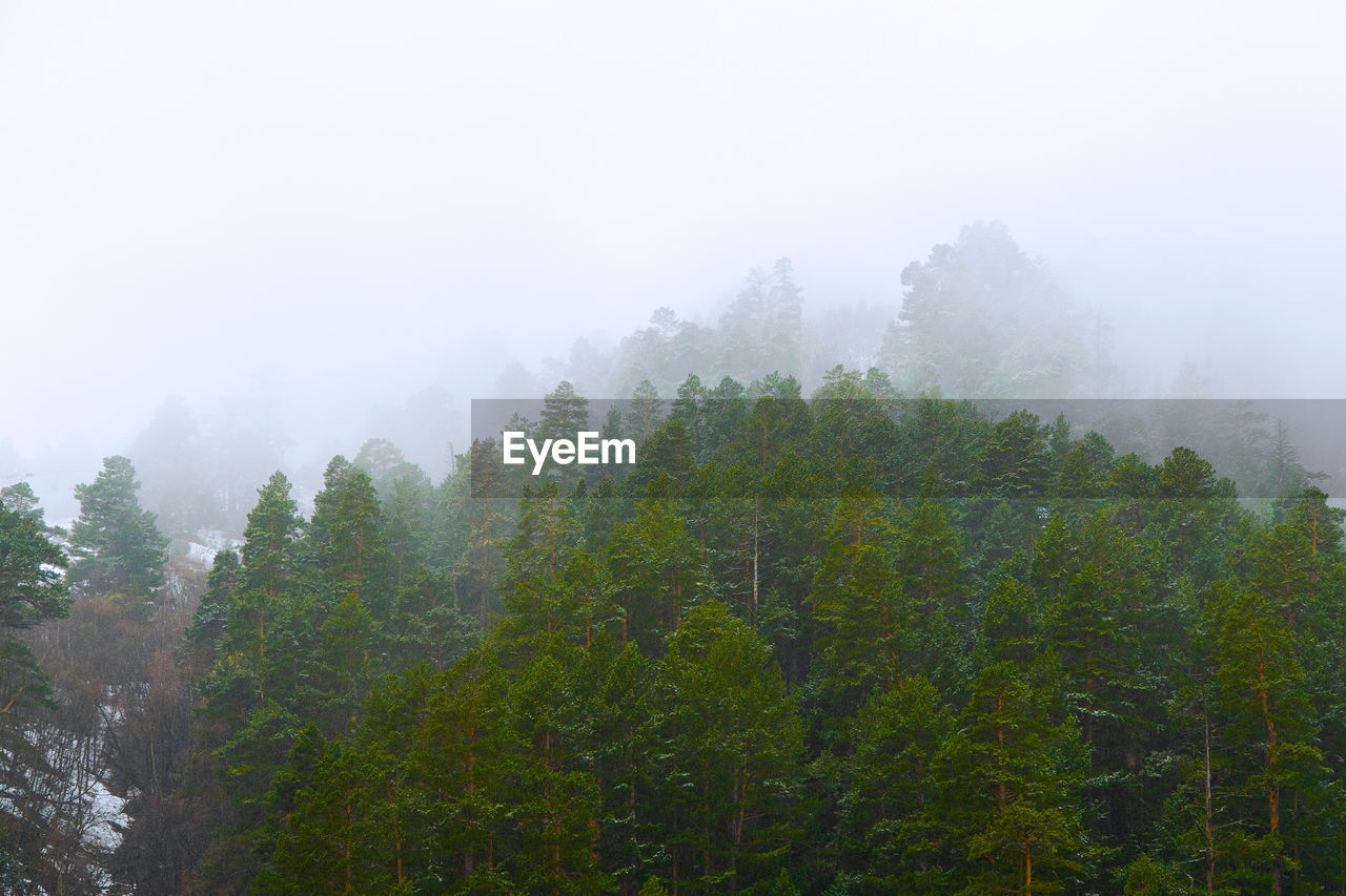 TREES AND PLANTS IN FOREST AGAINST SKY