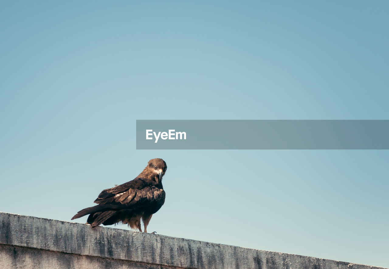 Black kite sitting on a building against the blue sky