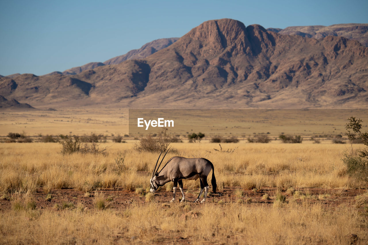 horse grazing on field against mountain