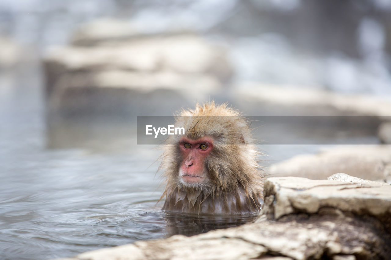 Monkey in hot spring