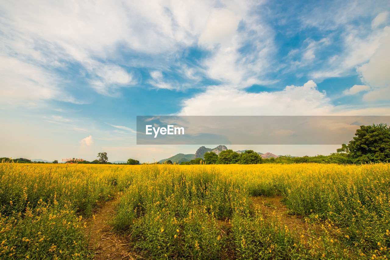 Scenic view of oilseed rape field against sky