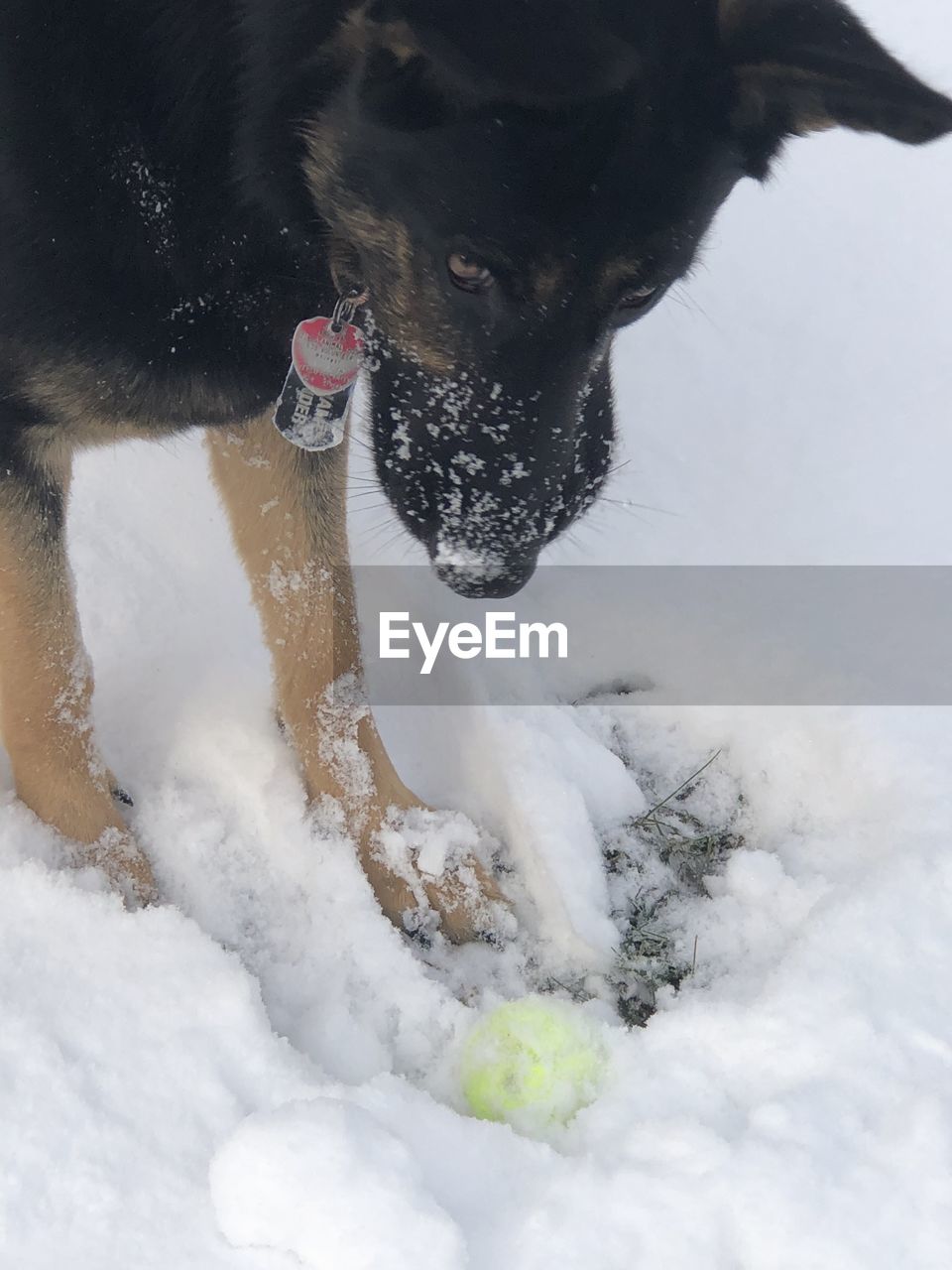 DOG IN SNOW