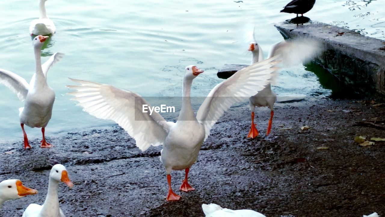 CLOSE-UP OF BIRDS IN WATER