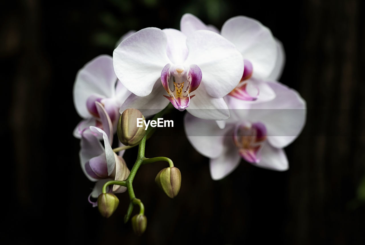 CLOSE-UP OF WHITE ORCHID