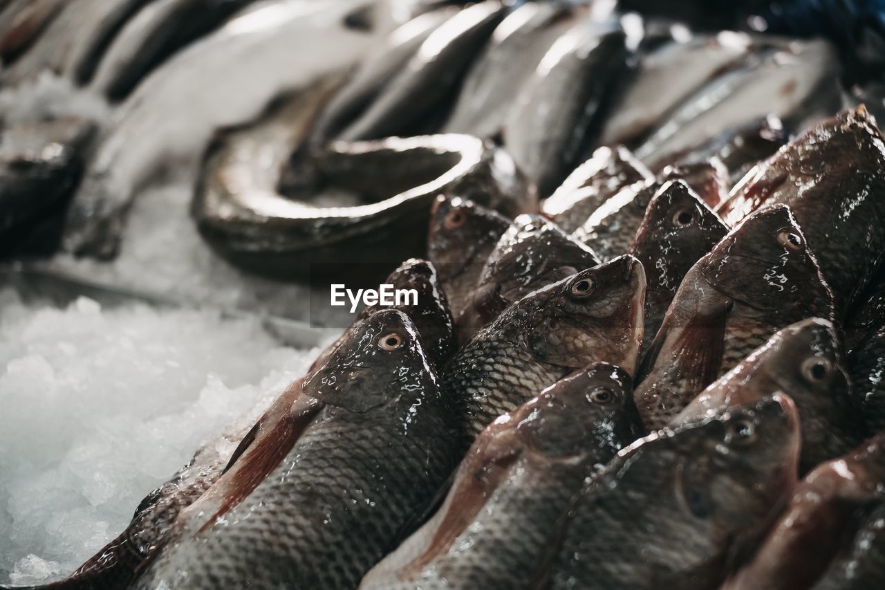 Close-up of fish for sale in market