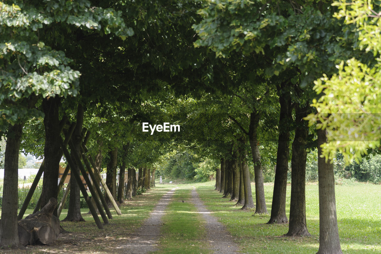 Footpath amidst trees in park