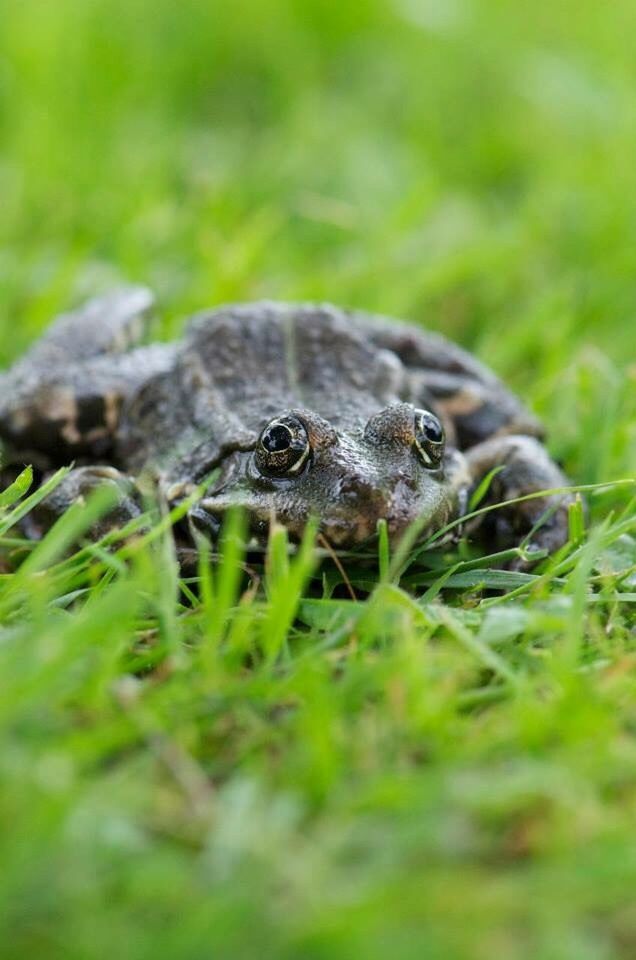 CLOSE-UP OF INSECT ON GRASS