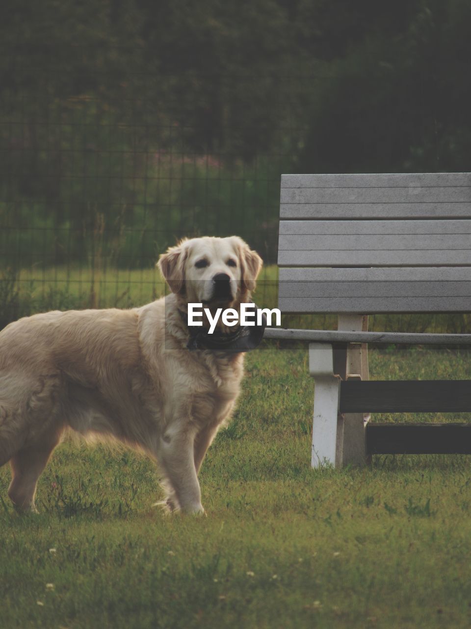 English cream golden retriever observing his owner at the park