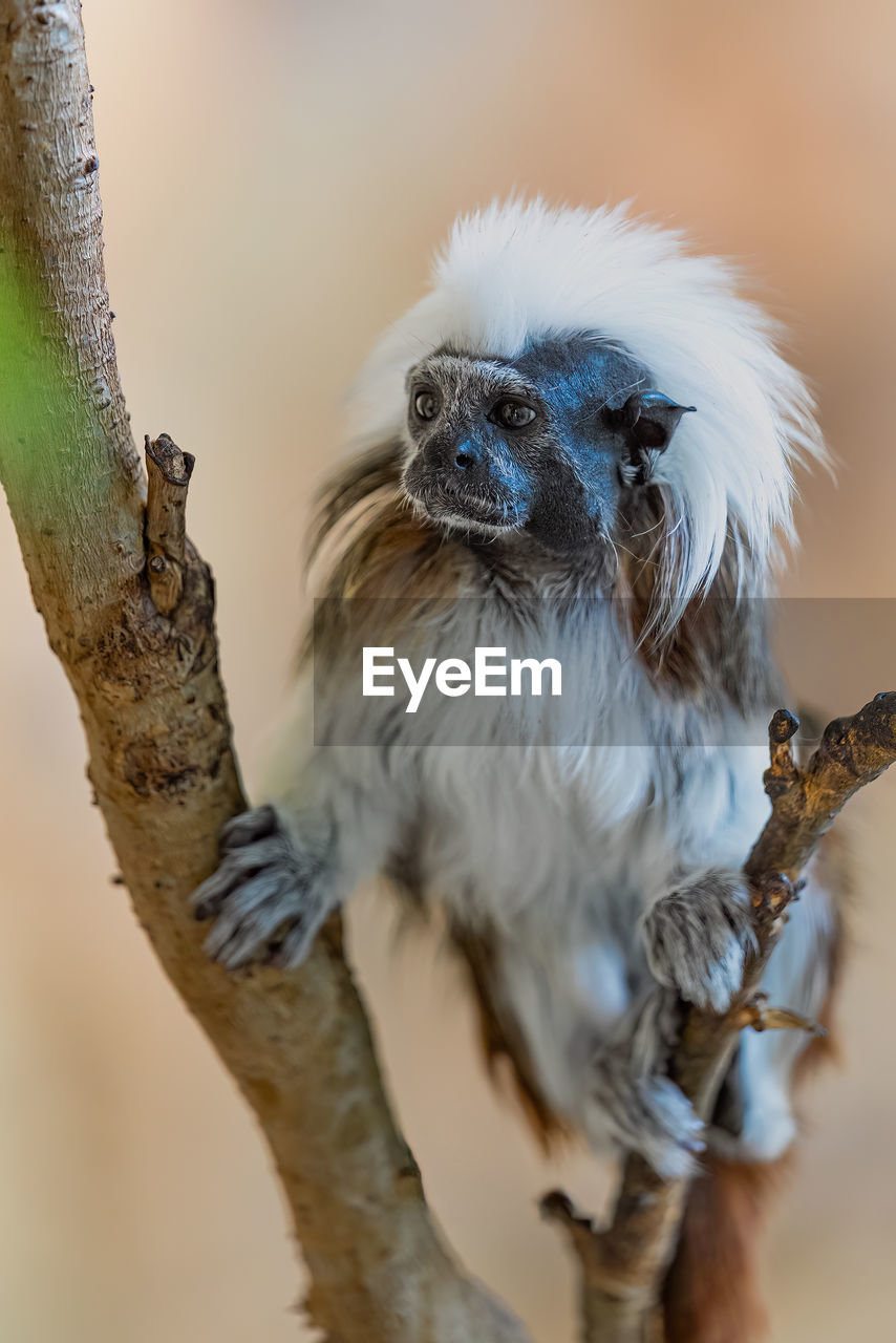 Lisztaffen - cotton-top tamarin