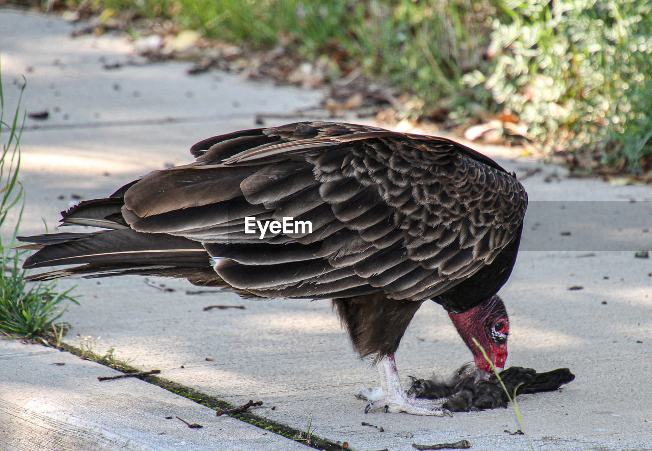 A happy turkey vulture eating a snack.