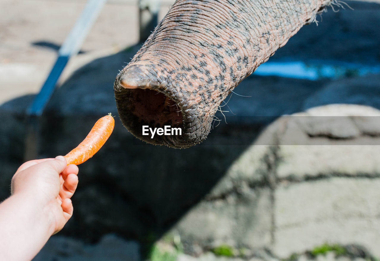 Close-up of hand feeding carrot to elephant